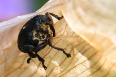 <i>Mononychus punctumalbum</i>