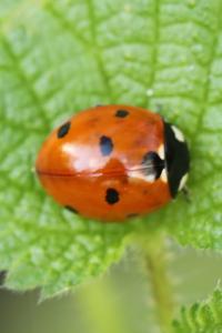 <i>Coccinella septempunctata</i>