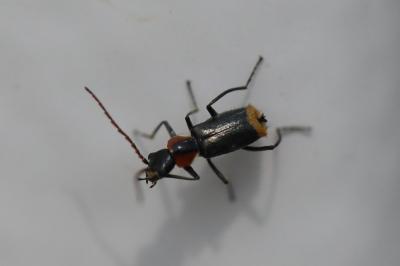 <i>Axinotarsus pulicarius</i>