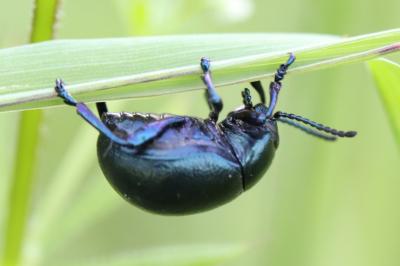 <i>Timarcha goettingensis</i>