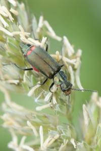 <i>Malachius bipustulatus</i>