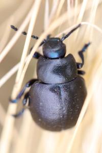 <i>Timarcha goettingensis</i>