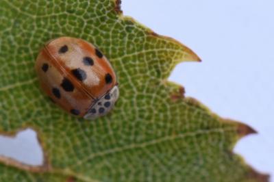 <i>Adalia decempunctata</i>