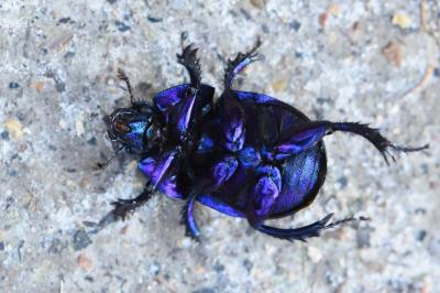 Anoplotrupes stercorosus