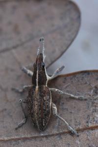 <i>Charagmus gressorius</i>
