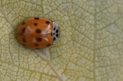 <i>Adalia decempunctata</i>