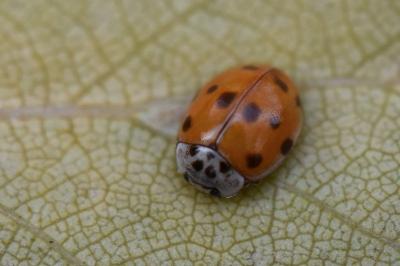 <i>Adalia decempunctata</i>