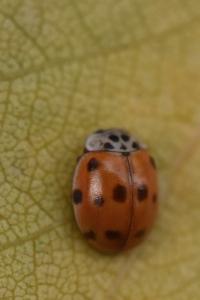 <i>Adalia decempunctata</i>