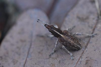 <i>Charagmus gressorius</i>