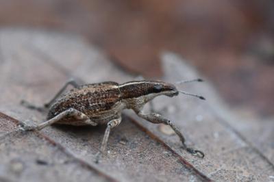 <i>Charagmus gressorius</i>