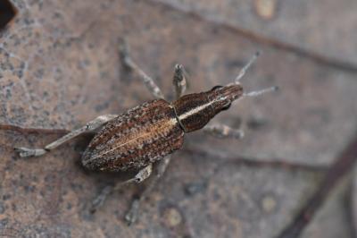 <i>Charagmus gressorius</i>