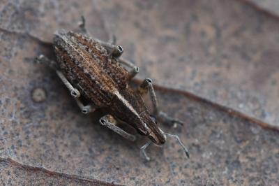 <i>Charagmus gressorius</i>