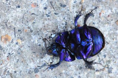 <i>Anoplotrupes stercorosus</i>