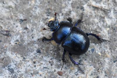 <i>Anoplotrupes stercorosus</i>