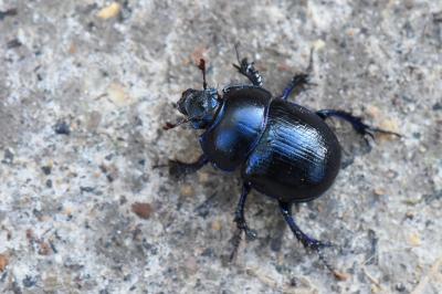 <i>Anoplotrupes stercorosus</i>