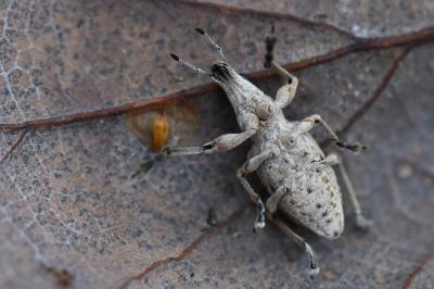 <i>Charagmus gressorius</i>