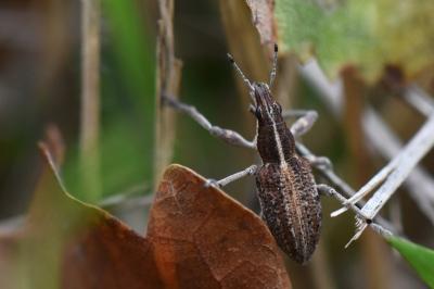 <i>Charagmus gressorius</i>