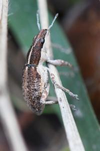 <i>Charagmus gressorius</i>