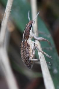 <i>Charagmus gressorius</i>