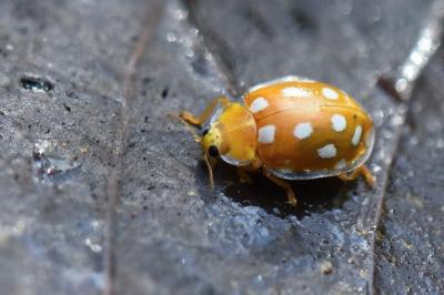 <i>Halyzia sedecimguttata</i>