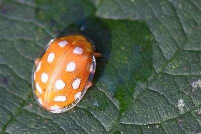 <i>Halyzia sedecimguttata</i>
