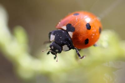 Coccinella septempunctata