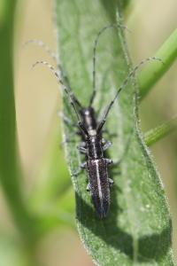 <i>Agapanthia</i>