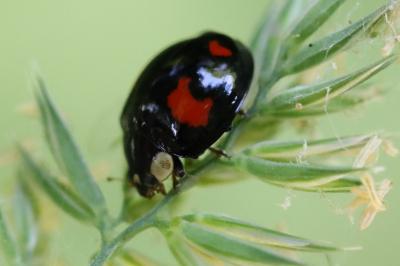 <i>Harmonia axyridis</i>