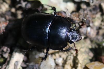 <i>Anoplotrupes stercorosus</i>