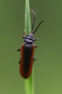<i>Omalisus fontisbellaquei</i>