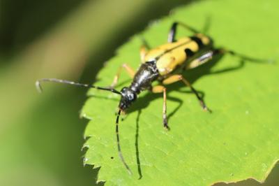 <i>Rutpela maculata</i>