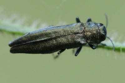 <i>Agrilus</i>
