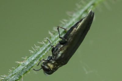 <i>Agrilus</i>