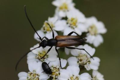 <i>Stenurella melanura</i>