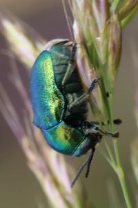 <i>Cryptocephalus</i>