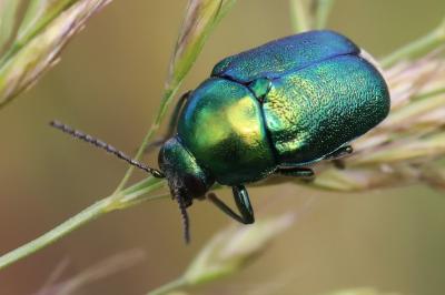<i>Cryptocephalus</i>