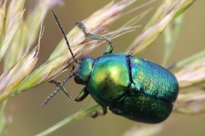 <i>Cryptocephalus</i>