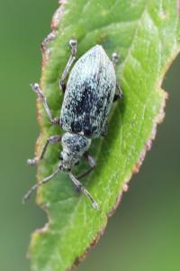 <i>Phyllobius</i>