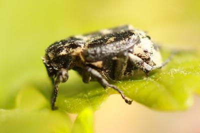 <i>Valgus hemipterus</i>