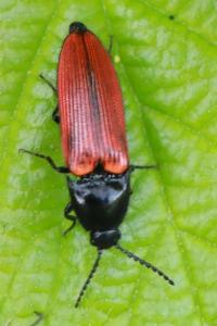 <i>Ampedus</i>