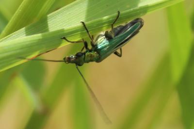 <i>Oedemera nobilis</i>