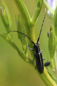 <i>Agapanthia</i>