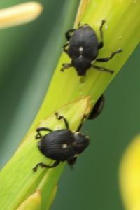 <i>Mononychus punctumalbum</i>