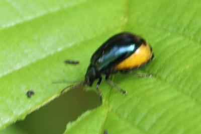 <i>Agelastica alni</i>