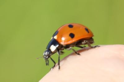 <i>Coccinella septempunctata</i>