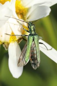 <i>Oedemera nobilis</i>