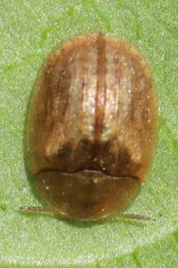 <i>Hypocassida subferruginea</i>