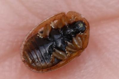 Hypocassida subferruginea