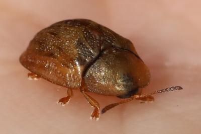 <i>Hypocassida subferruginea</i>