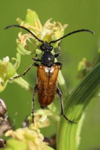 <i>Pseudovadonia livida</i>